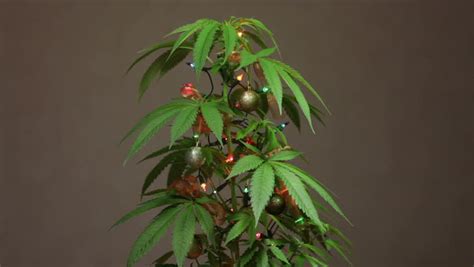 Cannabis Christmas Tree Decorated Plant Stock Footage Video 100