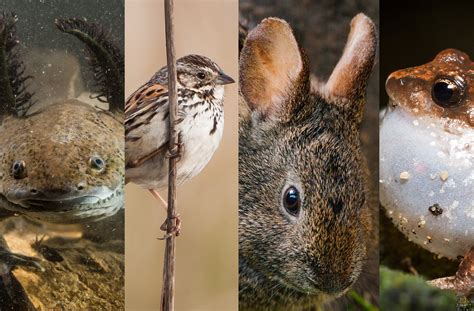 Que Es Una Especie Endemica Y Ejemplos Opciones De Ejemplo