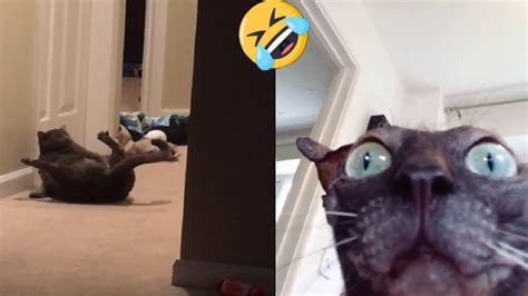 Most Cute Adorable And Funny Cats From Tiktok Compilation 🐱 1 Youtube