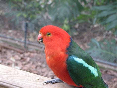 Adelaide Zoo20071018014 Trevors Birding