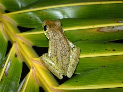 Cuban Tree Frog On Palm Frond Photograph By Lynda Dawson Youngclaus
