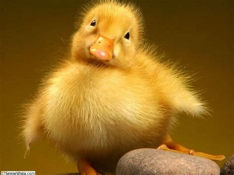 Adorable Ducklings To Brighten Your Day · Cute Baby