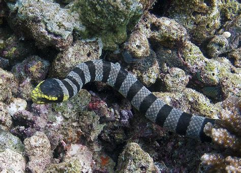 Sixth in our series about sea kraits, laticauda semifasciata, we encountered in the banda sea during our expedition last year. Madang - Ples Bilong Mi » Blog Archive » The Banded Sea ...