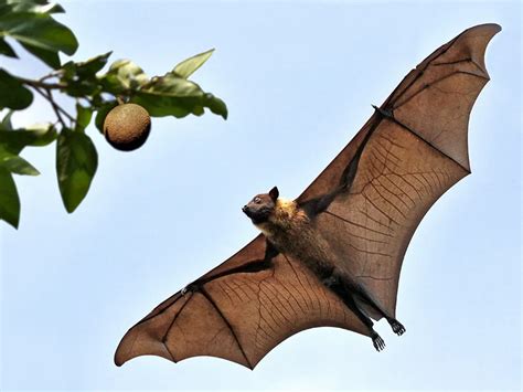 The Photograph Taken In The Morning It Is A Rare That A Flying Fox