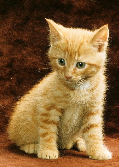 Cat Breeds Orange Tabby Pets Lovers