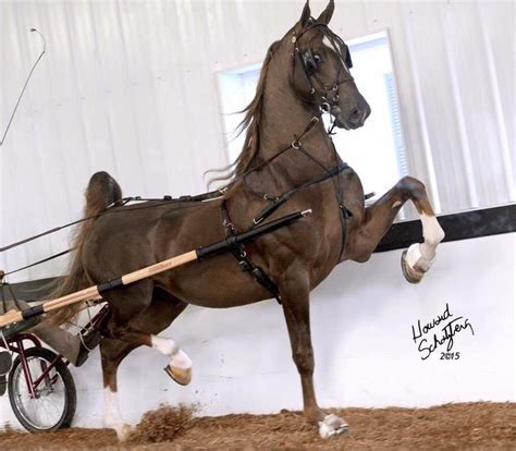 Pin By Cassidy Renee Hiber On American Saddlebred Pinto Horse