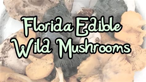 Florida Edible Wild Mushrooms Youtube