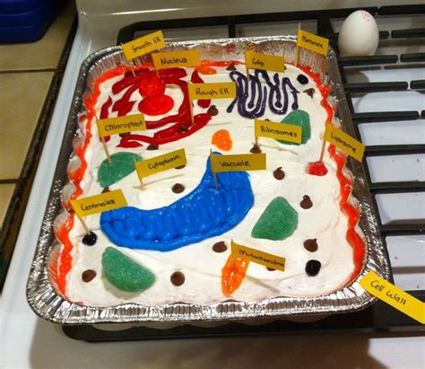 Edible Animal Cell Project Jello Our Aussie Homeschool Human Body