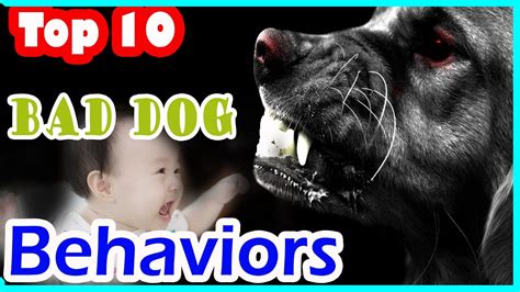 Top 10 Bad Dog Behaviors Tip To Overcome Bad Dog Behaviors Bulldog
