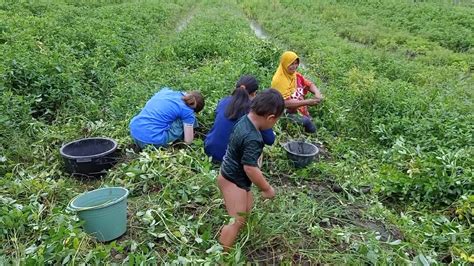 We did not find results for: Panen kacang tanah - YouTube