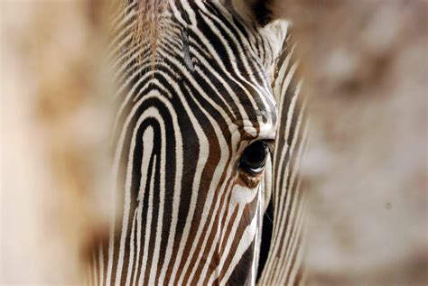 Auge In Auge Grevy Zebra Im Zoo Leipzig Catnip254 Flickr