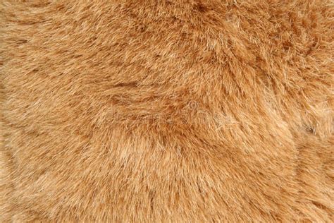 Brown Fur Background Texture Stock Photo Image Of Hair Beige 4637046