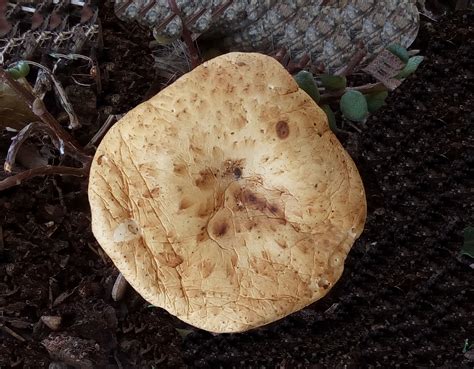 Polyporus Squamosus