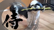 シーズー侍もこ | Shih Tzu Samurai Moco - YouTube