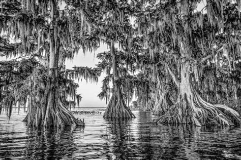 Cypress Tree Lake Istokpoga Cypress Black And White Transparent Png