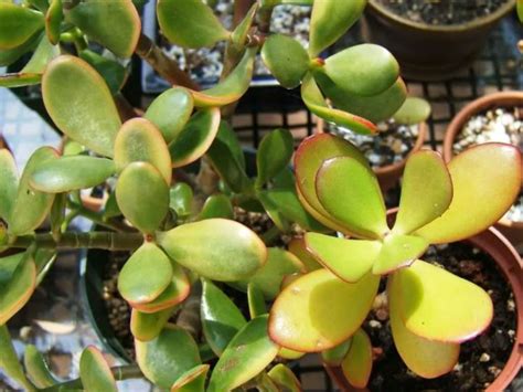We did not find results for: Why the Leaves on a Jade Plant Turn Yellow | World of ...