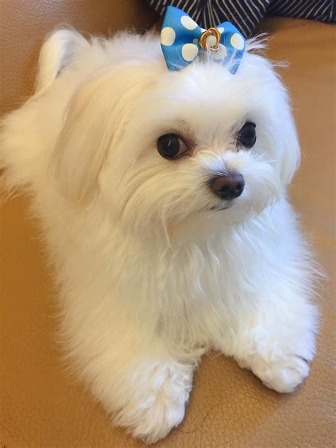 Its So Cute Maltese Dog Breed Cute Puppies Cute Dogs And Puppies