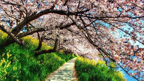 Path Between Green Grass Plants And Blossom Pink Flowers Trees Nature
