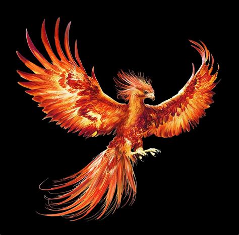 Real Phoenix Bird Phoenix Animal Phoenix Artwork Phoenix Images