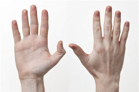 It sends messages back and forth between your brain and other organs of your body. Study suggests clenching right hand may help form memories ...