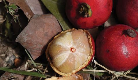 Buah Beruas Masam Tapi Sedap Harian Metro