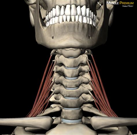 Neck Muscles Anatomy Diagram Muscles Of The Neck And Torso Classic