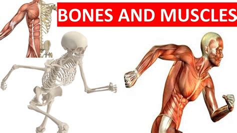 Bones And Muscles Skeletal System Muscular System Science