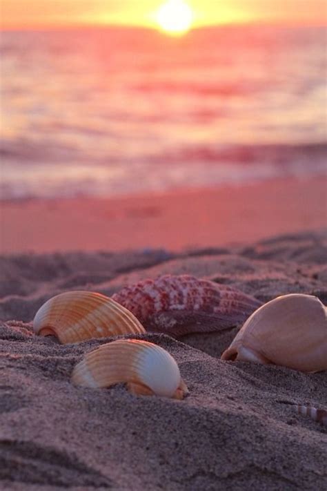 Malinconia Leggera Beach Life Sea Shells Ocean Beach