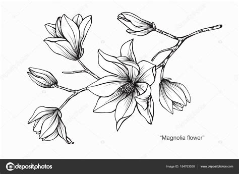 Welcome to this drawing tutorial! Magnolia flor desenho ilustração . — Vetores de Stock ...