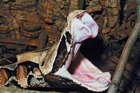 Gaboon Viper Venomous Africa Rainforest Britannica