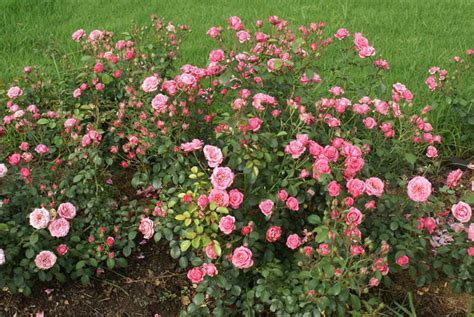Bella Rosa Rose Bush 8 Pot Hello Hello Plants And Garden Supplies