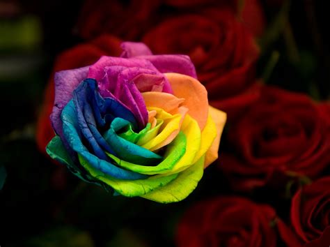 How To Make A Rainbow Rose And How It Works