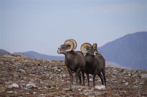 Native Wildlife Species In Colorado