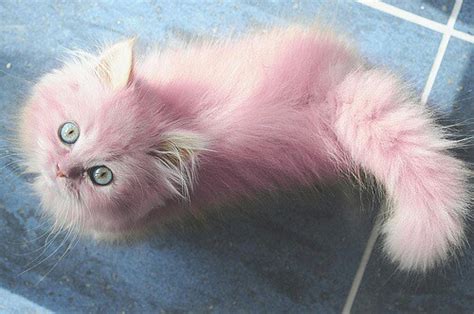 Cat Kitten Pastels Colored Fur Pink Kitten Image 3144319 By