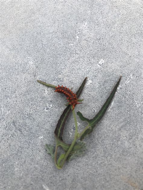 Small Caterpillar Like Insect Of Tucson Az Us Whatsthisbug