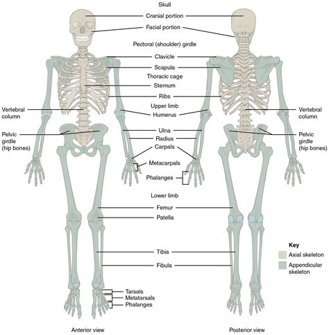 Spinal anatomy is a remarkable combination of strong bones, flexible ligaments and tendons, large muscles and highly sensitive nerves. 7.1 Divisions of the Skeletal System - Anatomy and Physiology