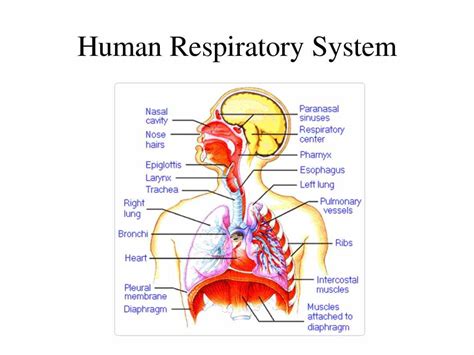 Anatomy Of Human Respiratory System
