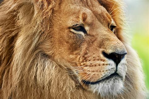 Lions Wild Animals News And Facts