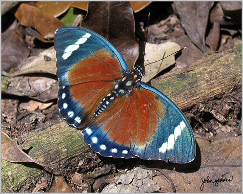 A Blue And Red Butterfly Sitting On The Ground