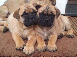 Only 1 male available now!! Bullmastiff Puppies 2 Females For Sale....top Quality ...