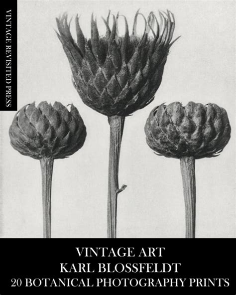 Buy Vintage Art Karl Blossfeldt 20 Botanical Photography Prints Macro