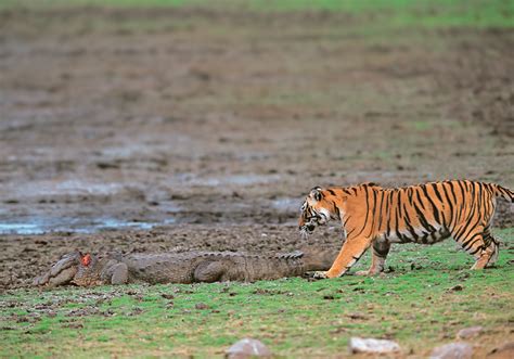 Ranthambhore Tiger Photo Safari Wild World India