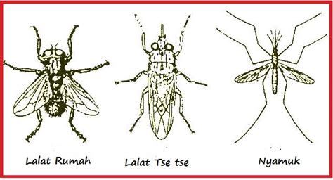 Biologi Gonzaga Diptera Insecta