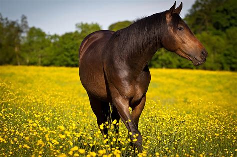 Horse Meadow Flowers Wallpapers Hd Desktop And Mobile Backgrounds