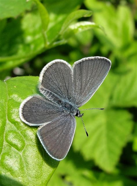 Uk Butterflies Small Blue Cupido Minimus