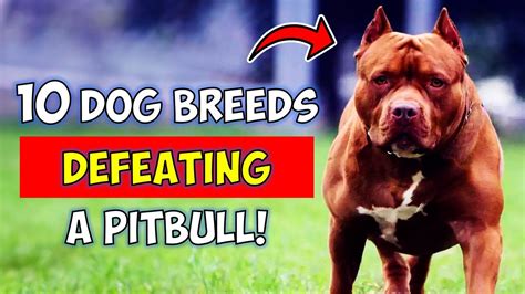 10 Dog Breeds That Could Defeat A Pitbull Youtube
