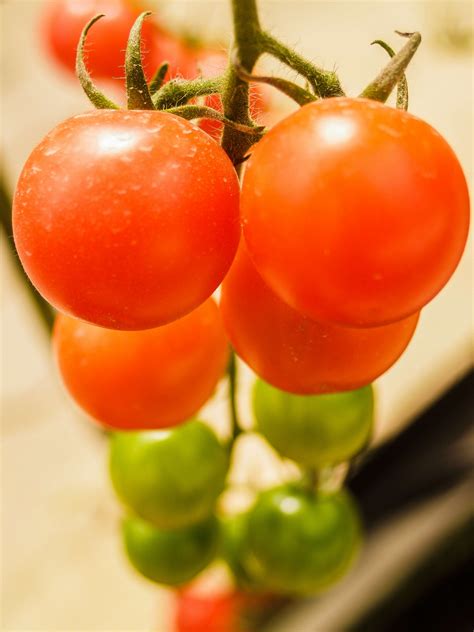 Farm Tomatoes In The Greenhouse Free Stock Photo Public Domain Pictures