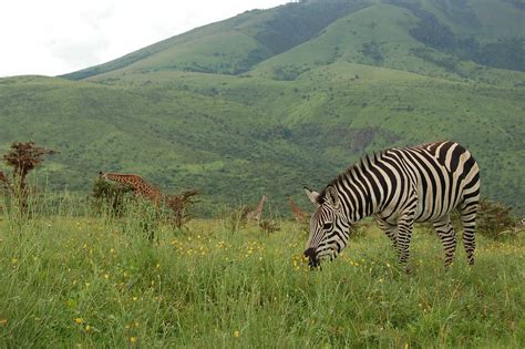 50 Magical Photos Of Ngorongoro Crater Tanzania Boomsbeat
