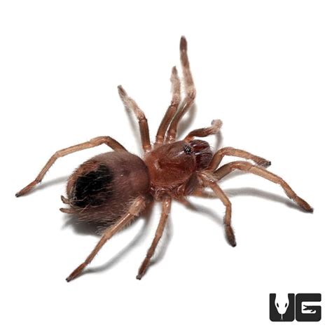 Mexican Redknee Tarantulas For Sale Underground Reptiles