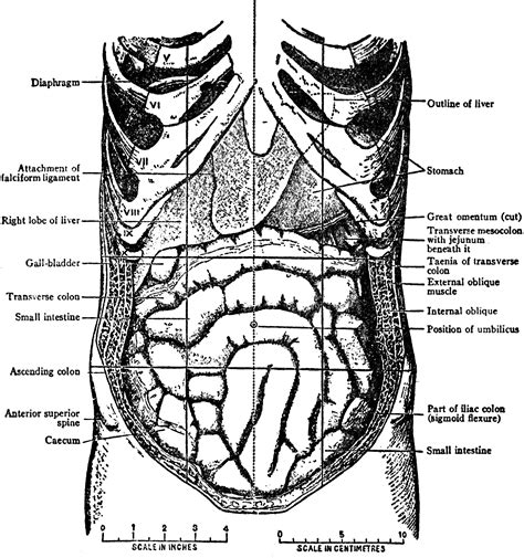 Abdominal Organs Diagram